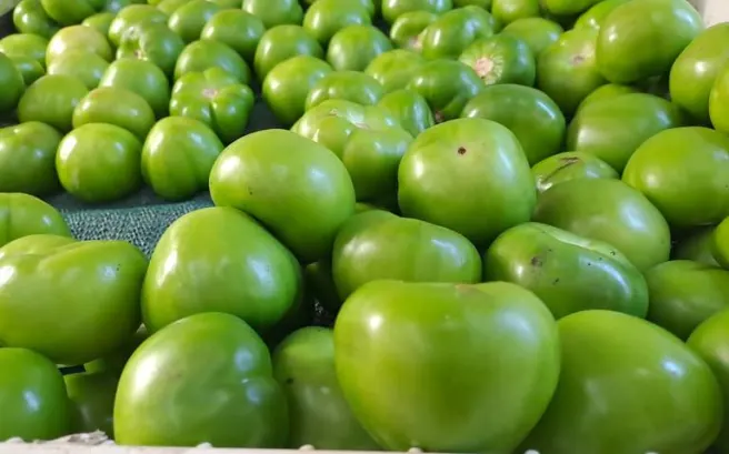 Tomate verde